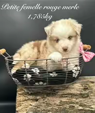 des Joyaux Des Ki Millacs - Chiots disponibles - Berger Américain Miniature 