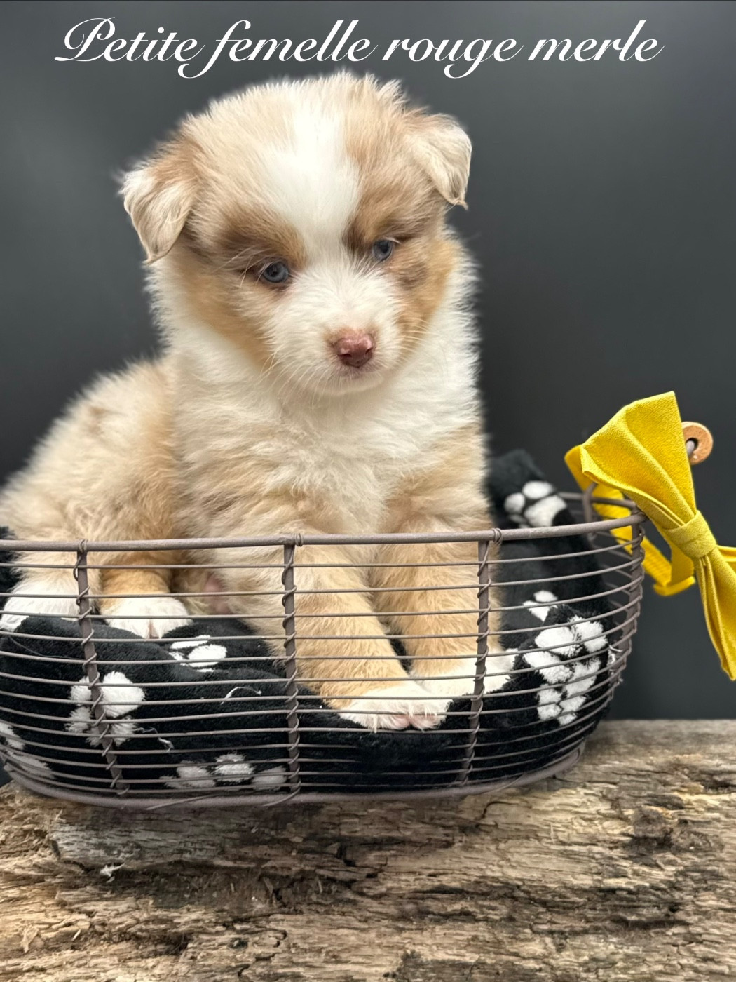 des Joyaux Des Ki Millacs - Chiots disponibles - Berger Américain Miniature 
