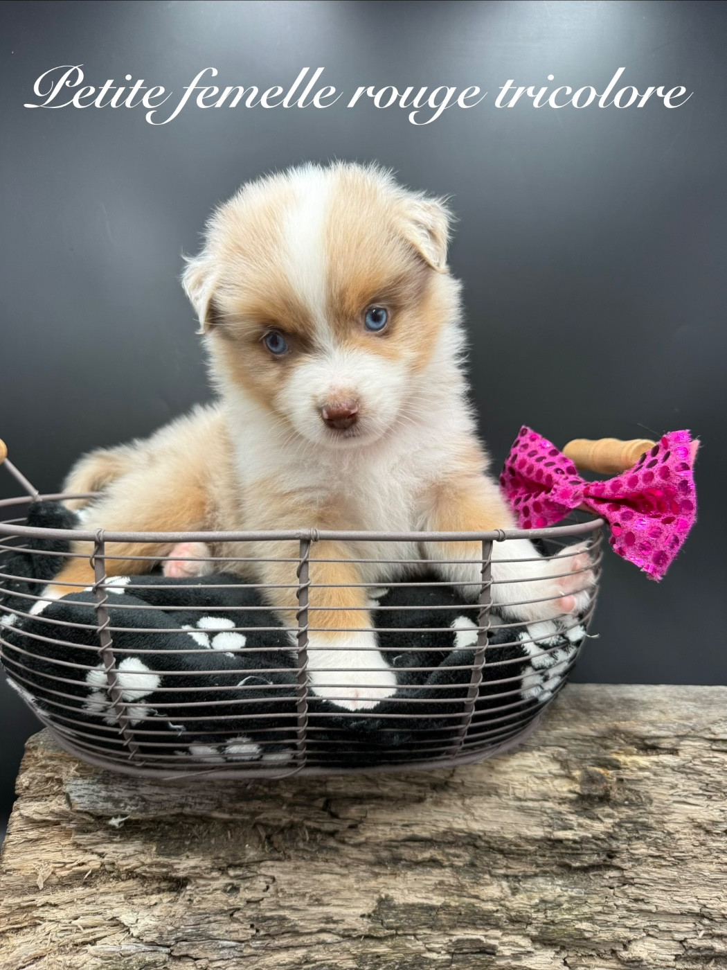 des Joyaux Des Ki Millacs - Chiots disponibles - Berger Américain Miniature 