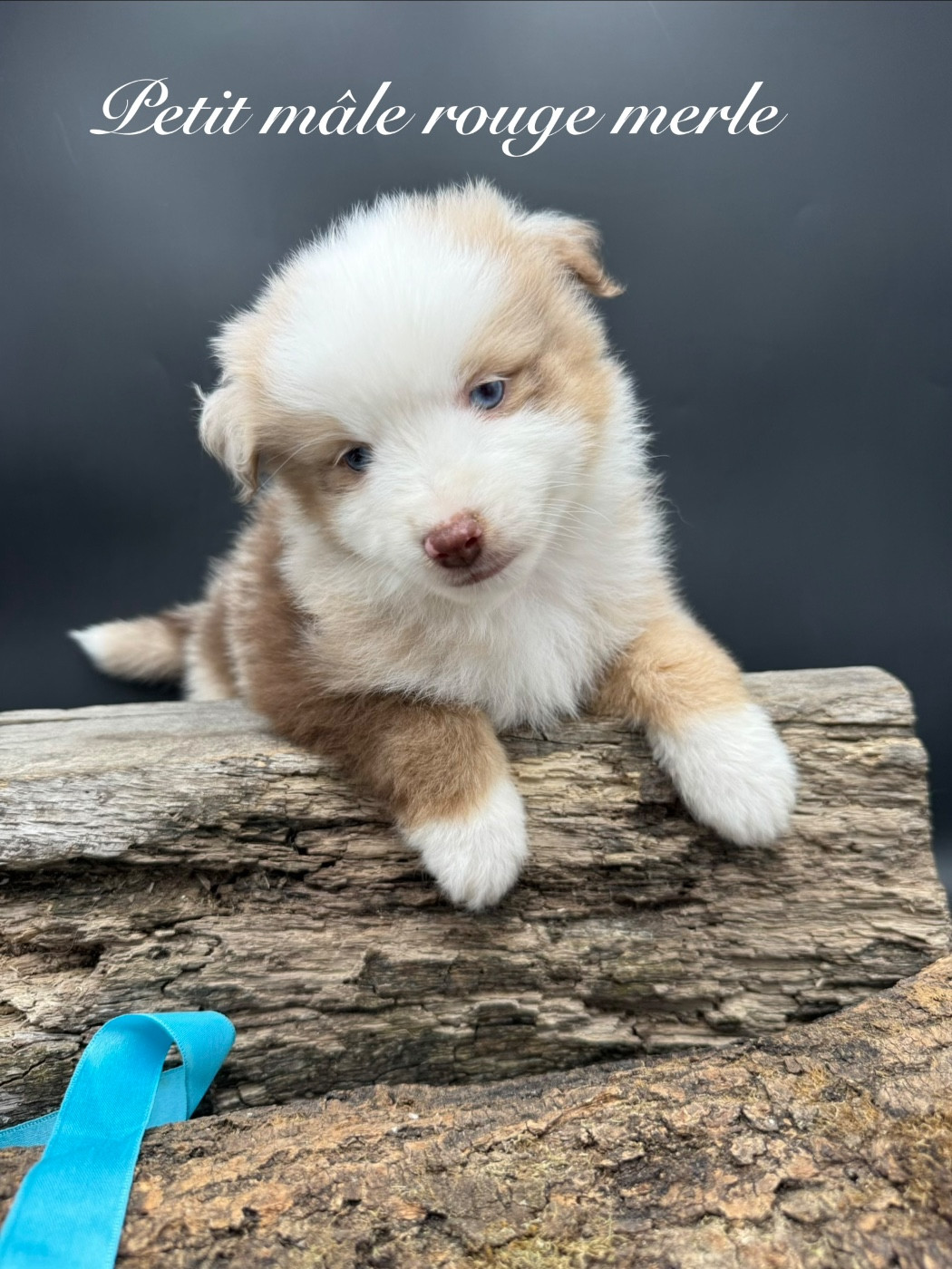 des Joyaux Des Ki Millacs - Chiots disponibles - Berger Américain Miniature 