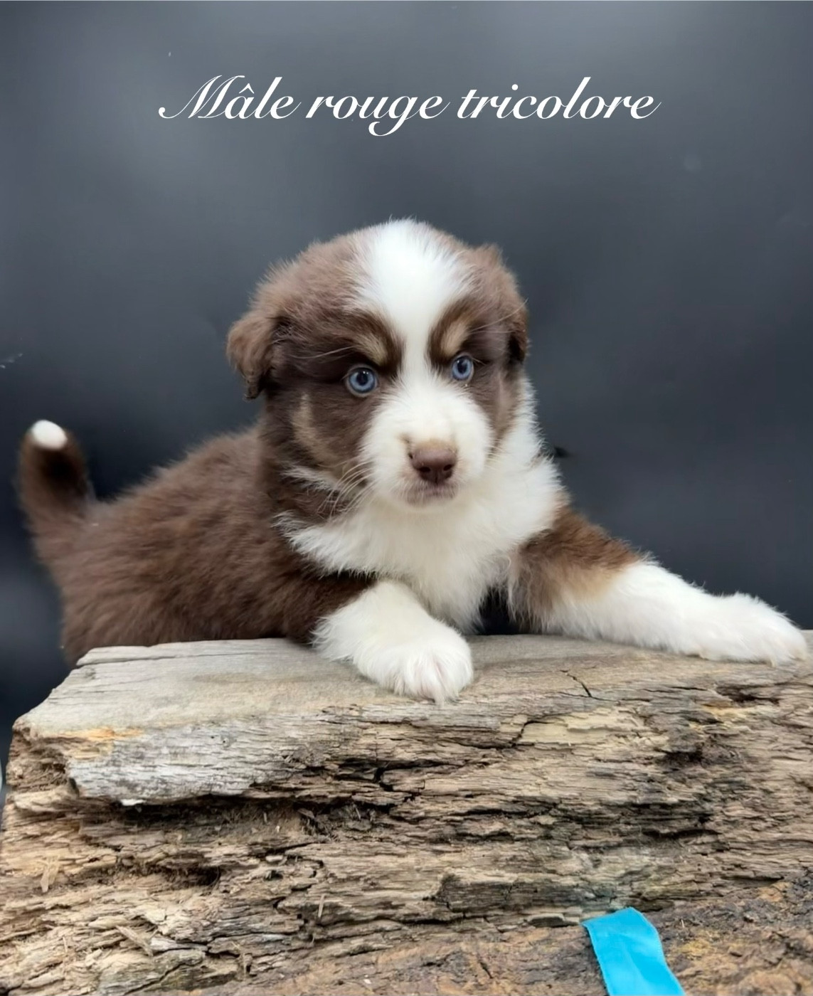 des Joyaux Des Ki Millacs - Chiots disponibles - Berger Américain Miniature 