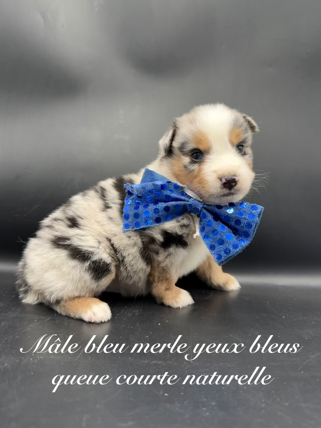 des Joyaux Des Ki Millacs - Chiots disponibles - Berger Américain Miniature 
