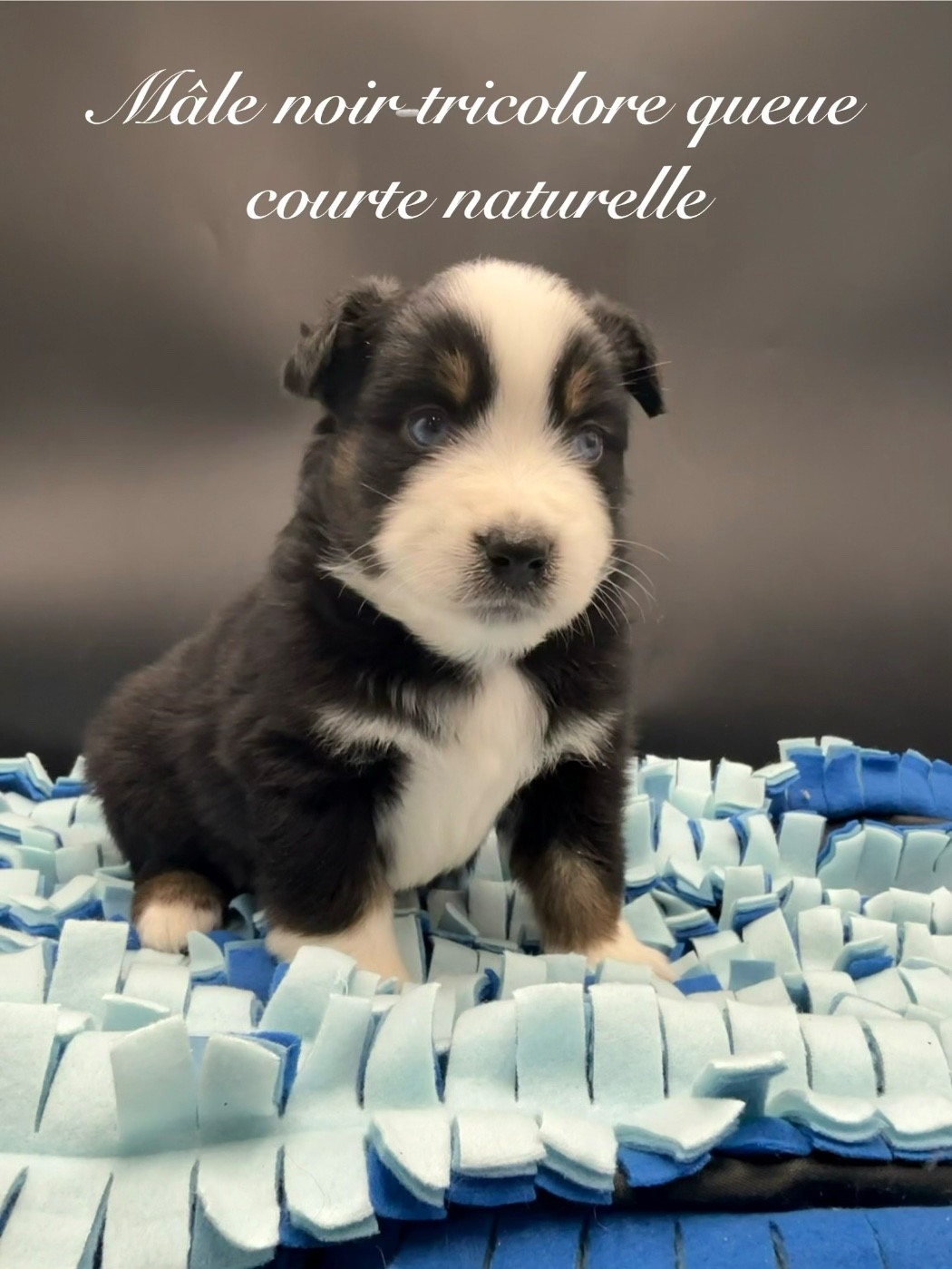 des Joyaux Des Ki Millacs - Chiots disponibles - Berger Américain Miniature 