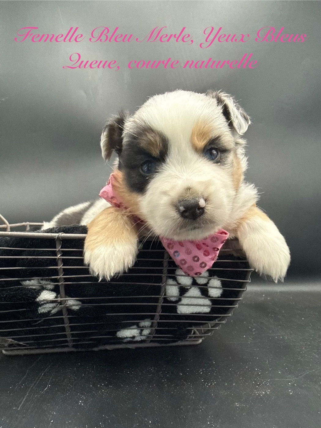 des Joyaux Des Ki Millacs - Chiots disponibles - Berger Américain Miniature 