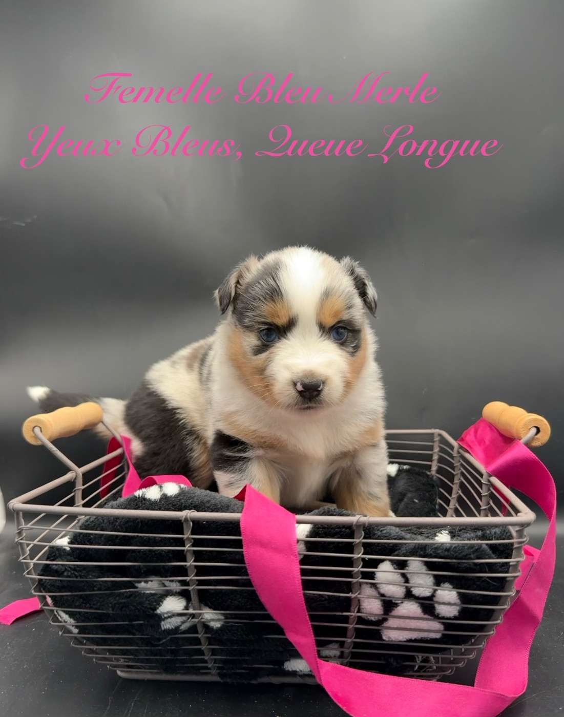 des Joyaux Des Ki Millacs - Chiots disponibles - Berger Américain Miniature 