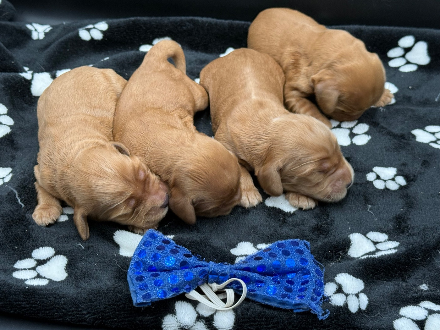 des Joyaux Des Ki Millacs - Chiots disponibles - Cocker Spaniel Anglais