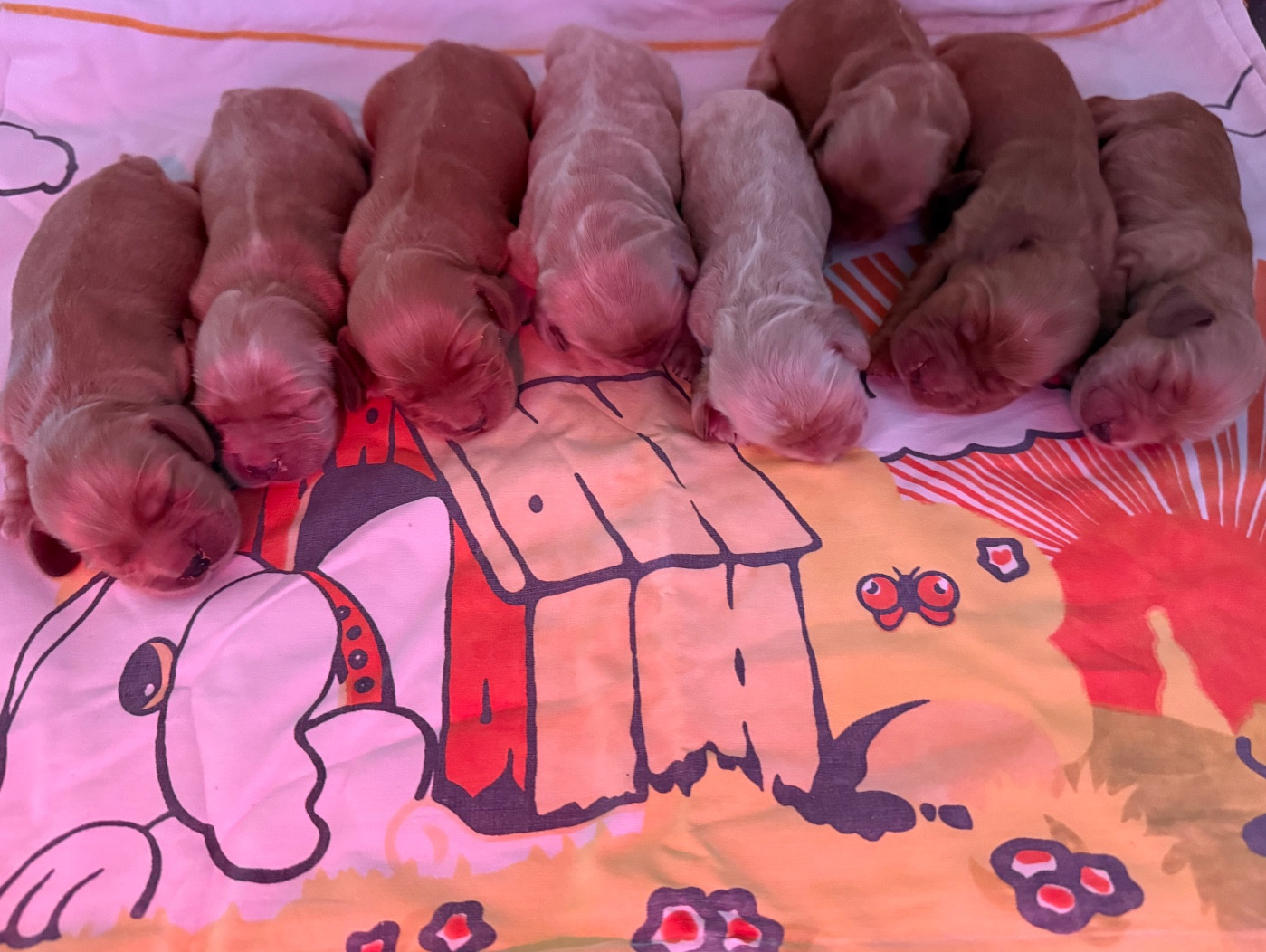 des Joyaux Des Ki Millacs - Chiots disponibles - Cocker Spaniel Anglais