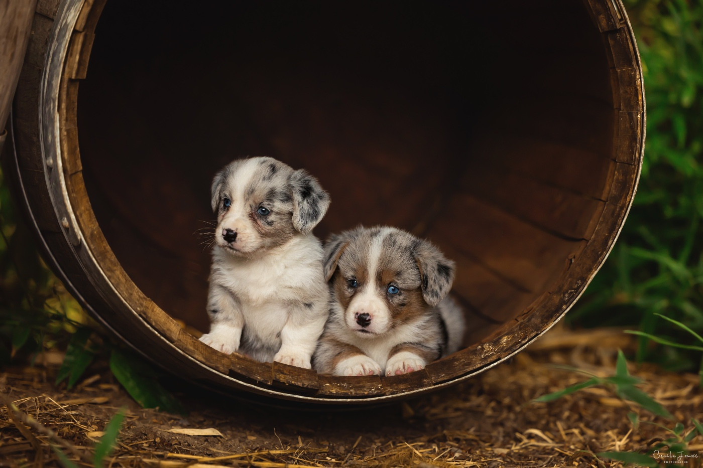 des Joyaux Des Ki Millacs - Chiots disponibles - Welsh Corgi Cardigan