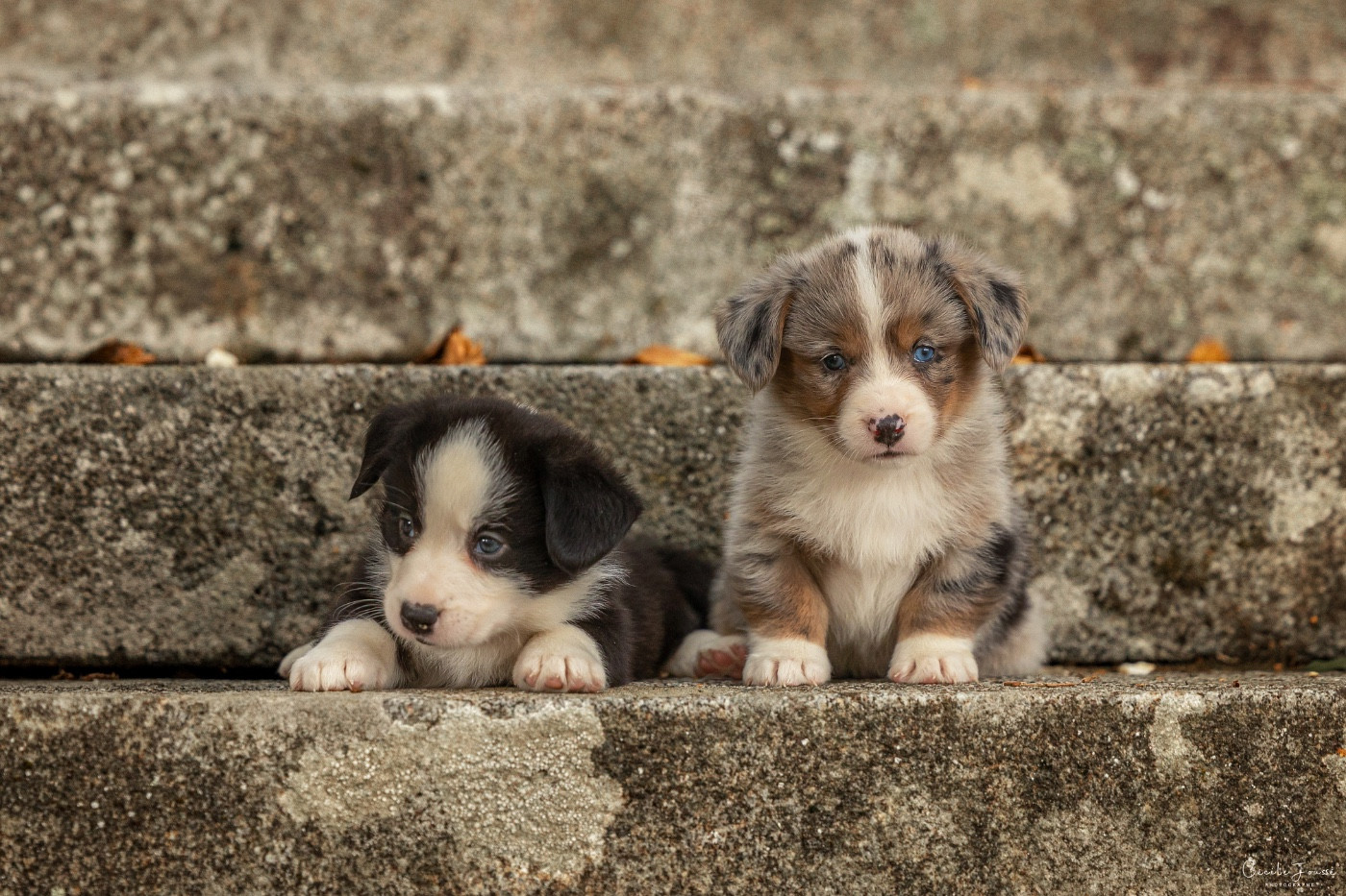 des Joyaux Des Ki Millacs - Chiots disponibles - Welsh Corgi Cardigan