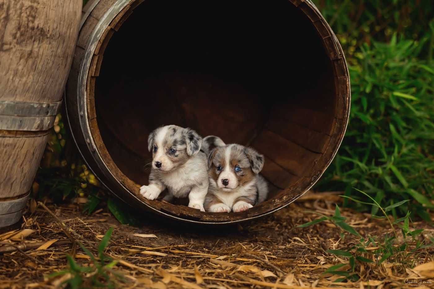 des Joyaux Des Ki Millacs - Chiots disponibles - Welsh Corgi Cardigan