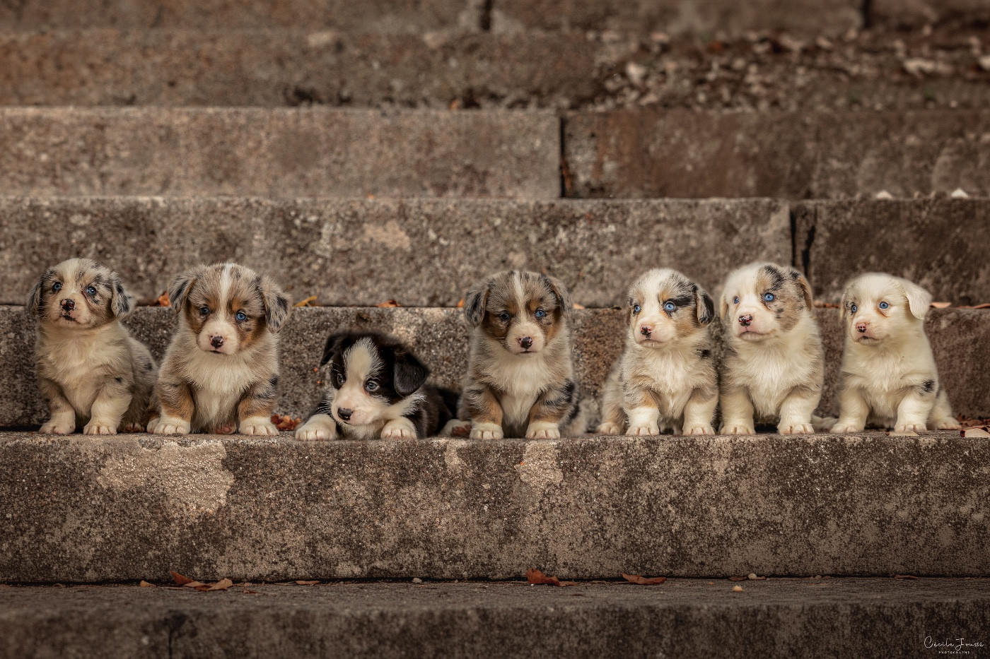 des Joyaux Des Ki Millacs - Chiots disponibles - Welsh Corgi Cardigan