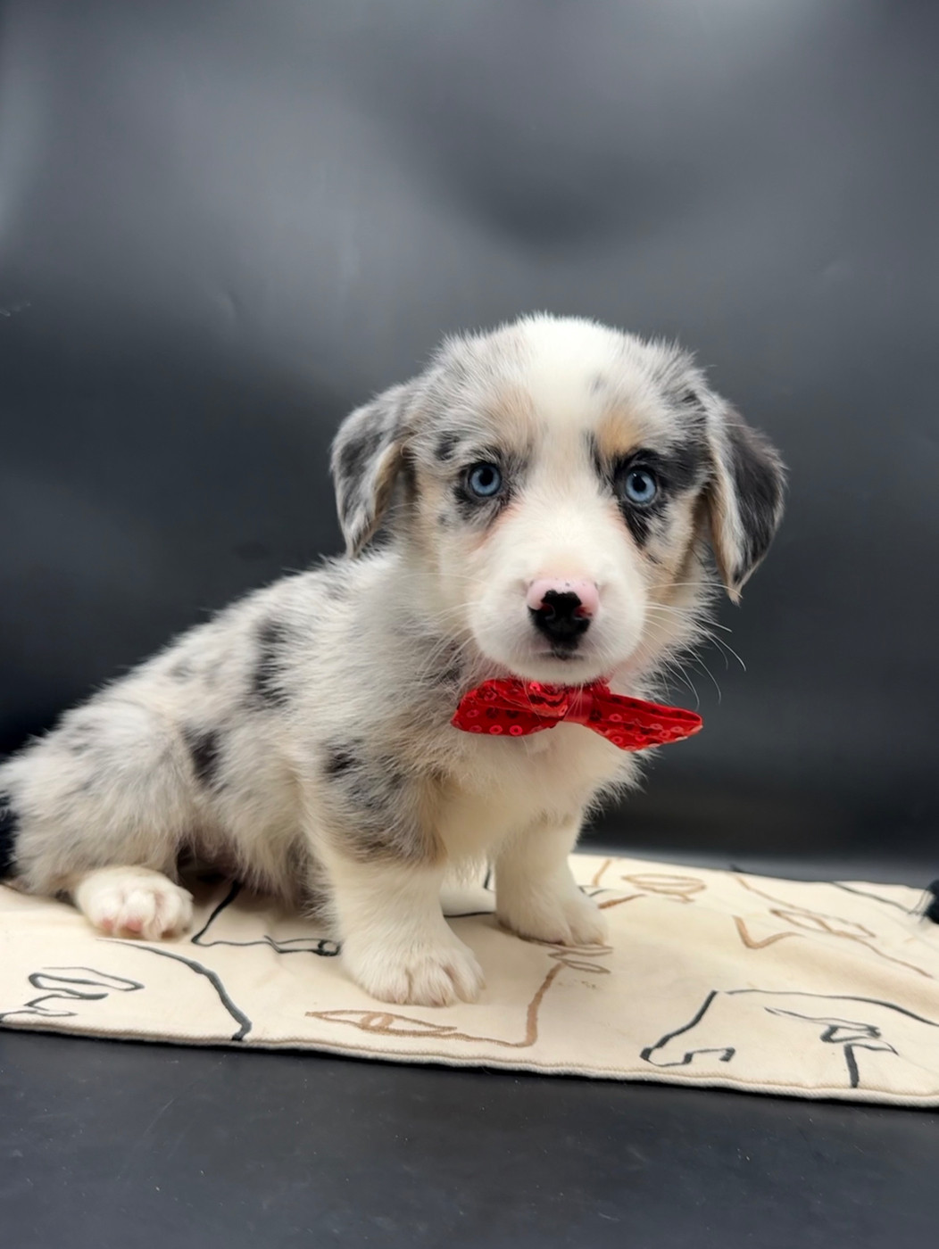 des Joyaux Des Ki Millacs - Chiots disponibles - Welsh Corgi Cardigan