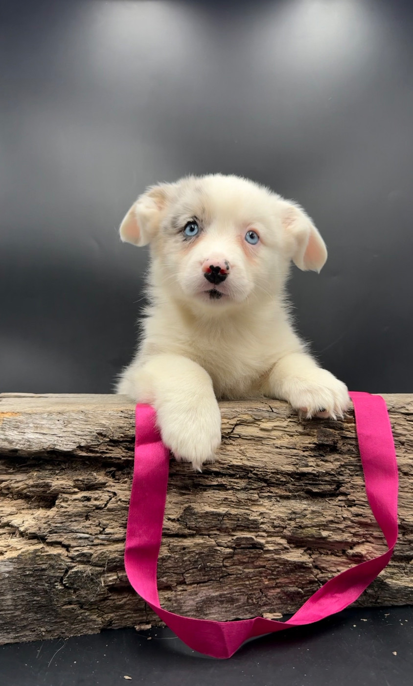 des Joyaux Des Ki Millacs - Chiots disponibles - Welsh Corgi Cardigan