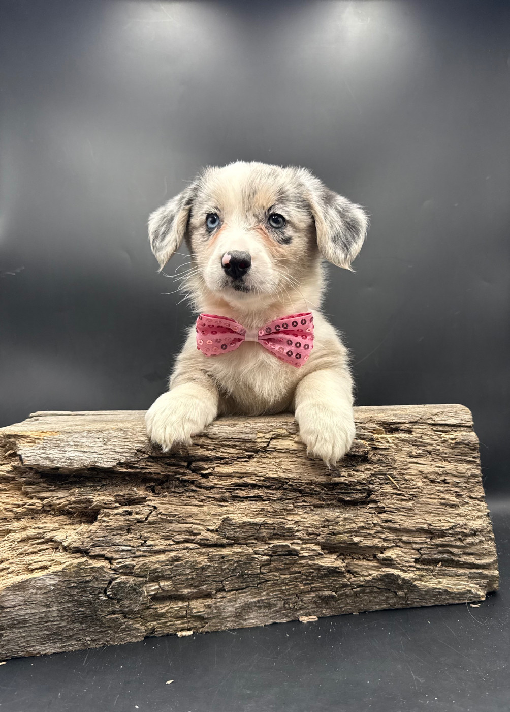 des Joyaux Des Ki Millacs - Chiots disponibles - Welsh Corgi Cardigan