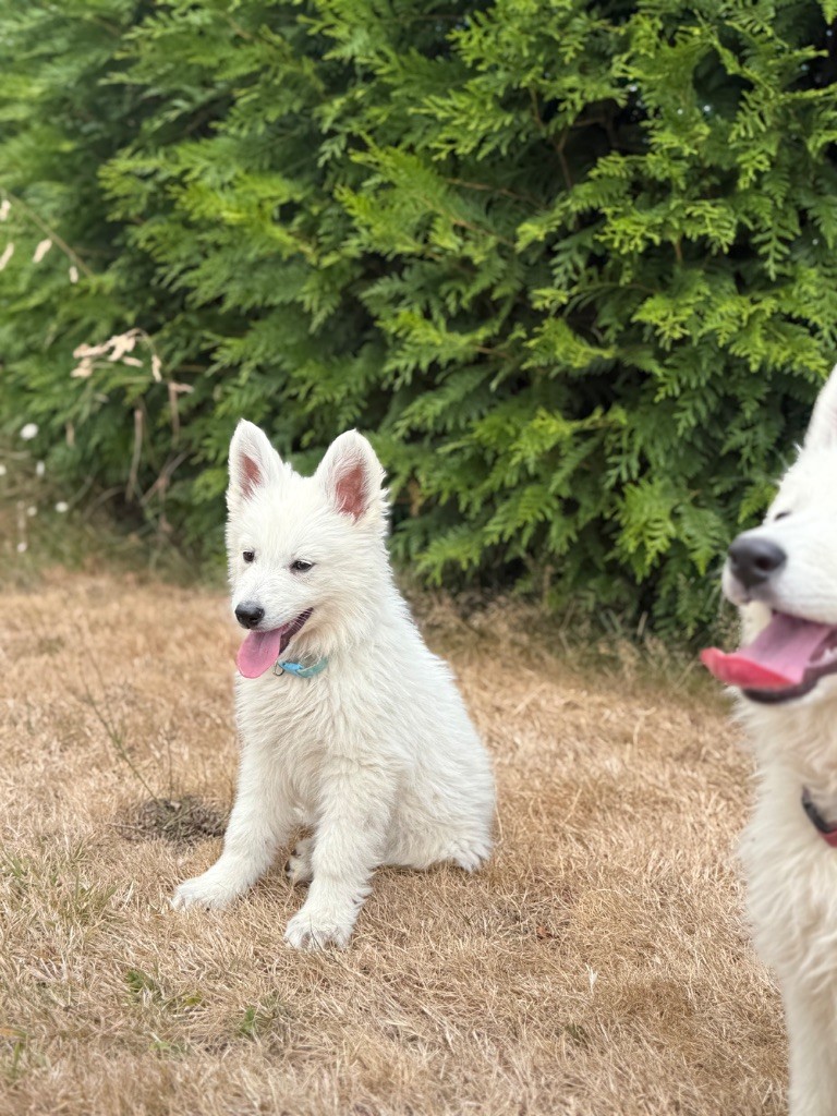 des Joyaux Des Ki Millacs - Chiots disponibles - Berger Blanc Suisse