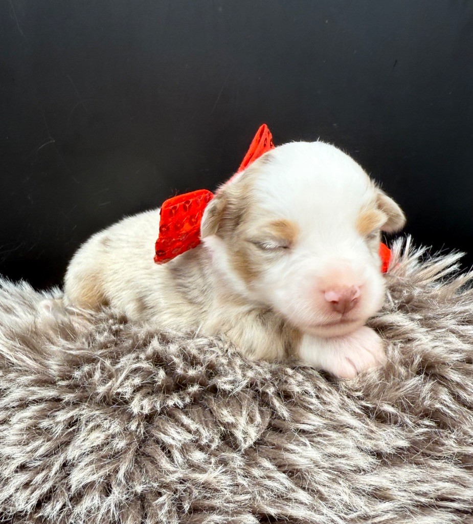 des Joyaux Des Ki Millacs - Chiots disponibles - Berger Américain Miniature 