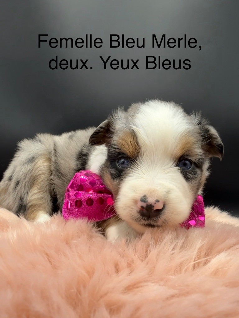 des Joyaux Des Ki Millacs - Chiots disponibles - Berger Américain Miniature 