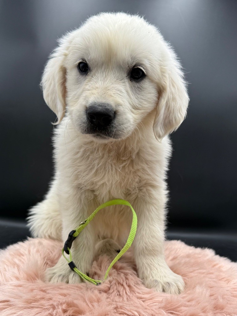 des Joyaux Des Ki Millacs - Chiots disponibles - Golden Retriever