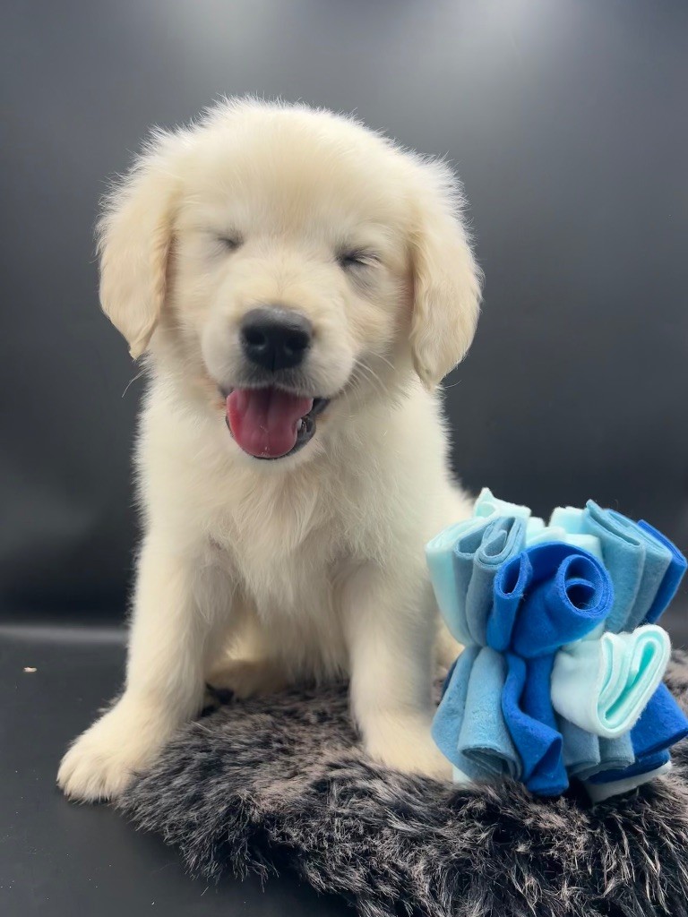 des Joyaux Des Ki Millacs - Chiots disponibles - Golden Retriever