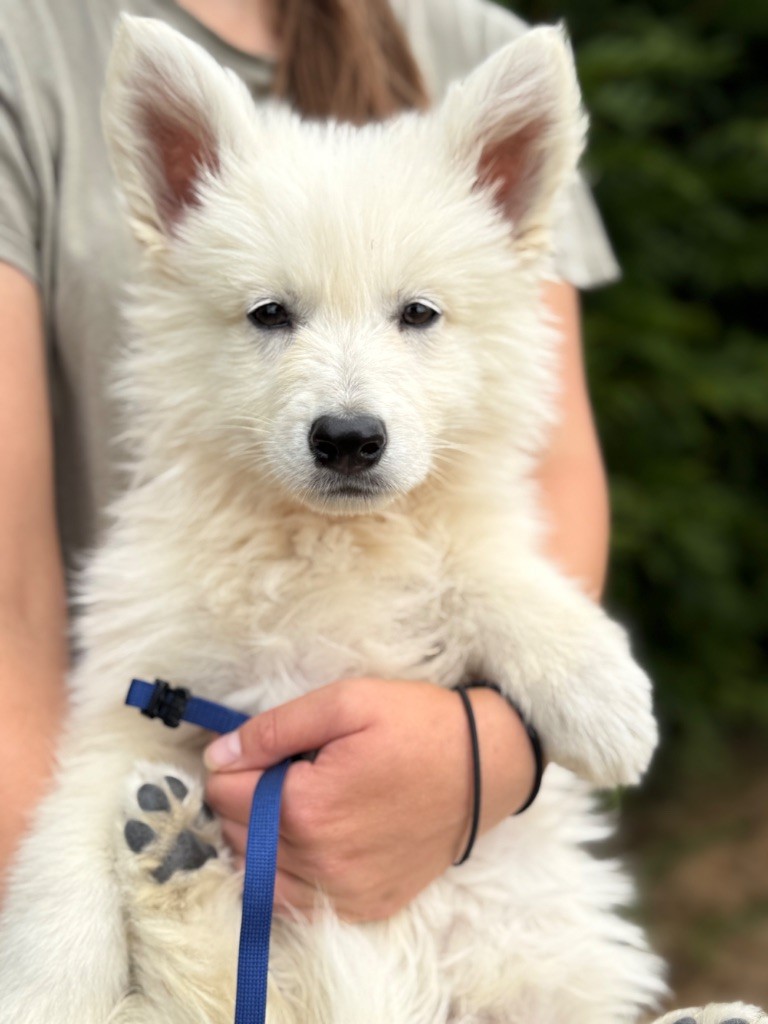 des Joyaux Des Ki Millacs - Chiots disponibles - Berger Blanc Suisse