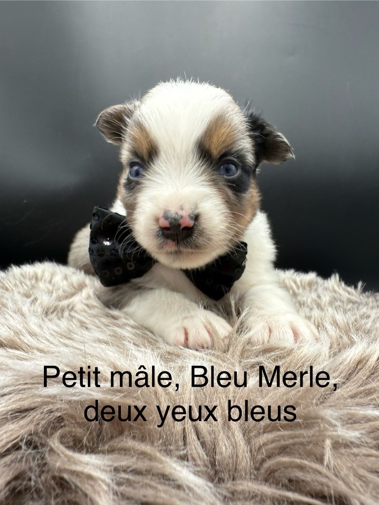 des Joyaux Des Ki Millacs - Chiots disponibles - Berger Américain Miniature 