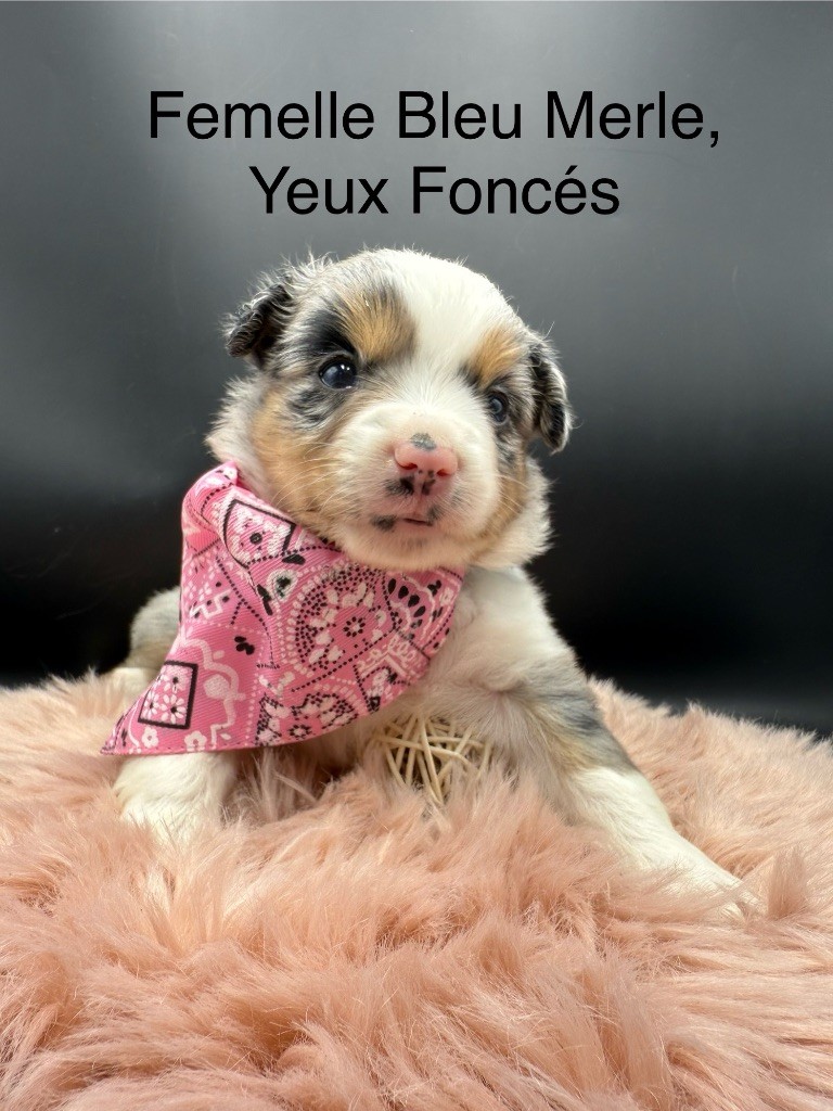 des Joyaux Des Ki Millacs - Chiots disponibles - Berger Américain Miniature 