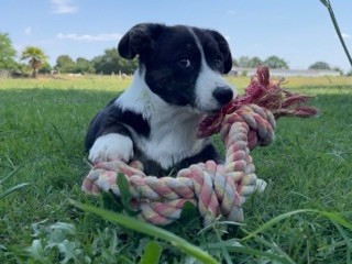 des Joyaux Des Ki Millacs - Chiots disponibles - Welsh Corgi Cardigan