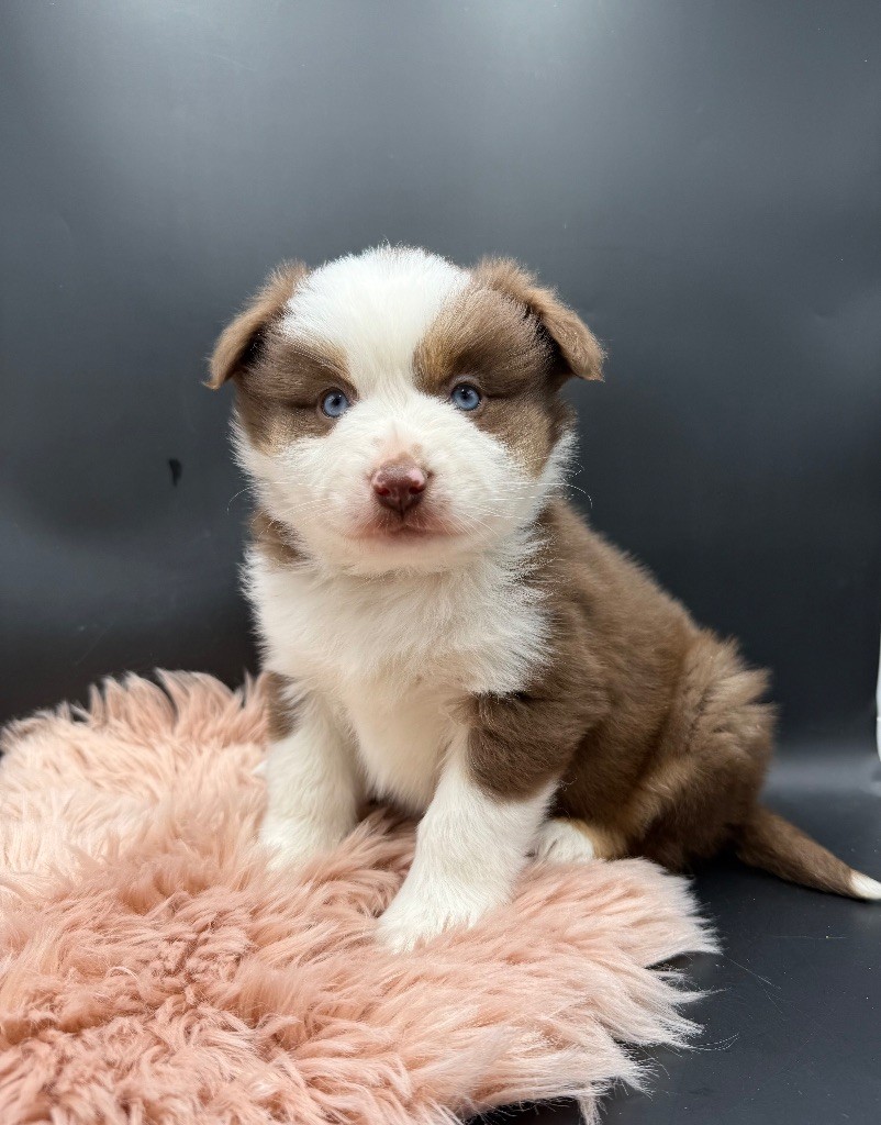 des Joyaux Des Ki Millacs - Chiots disponibles - Berger Américain Miniature 
