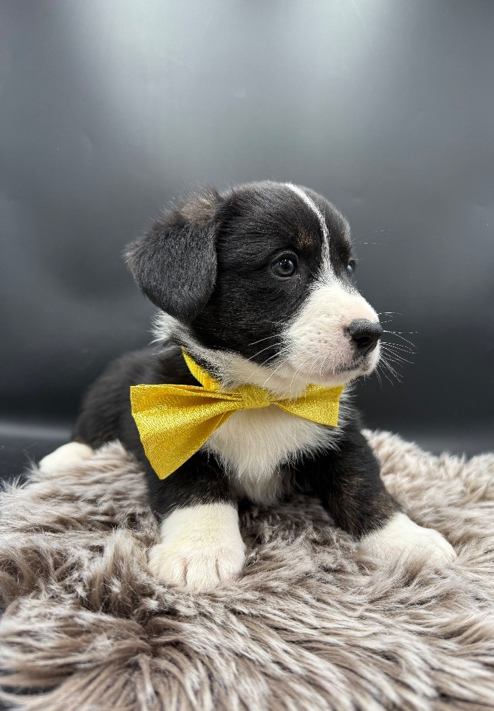 des Joyaux Des Ki Millacs - Chiots disponibles - Welsh Corgi Cardigan
