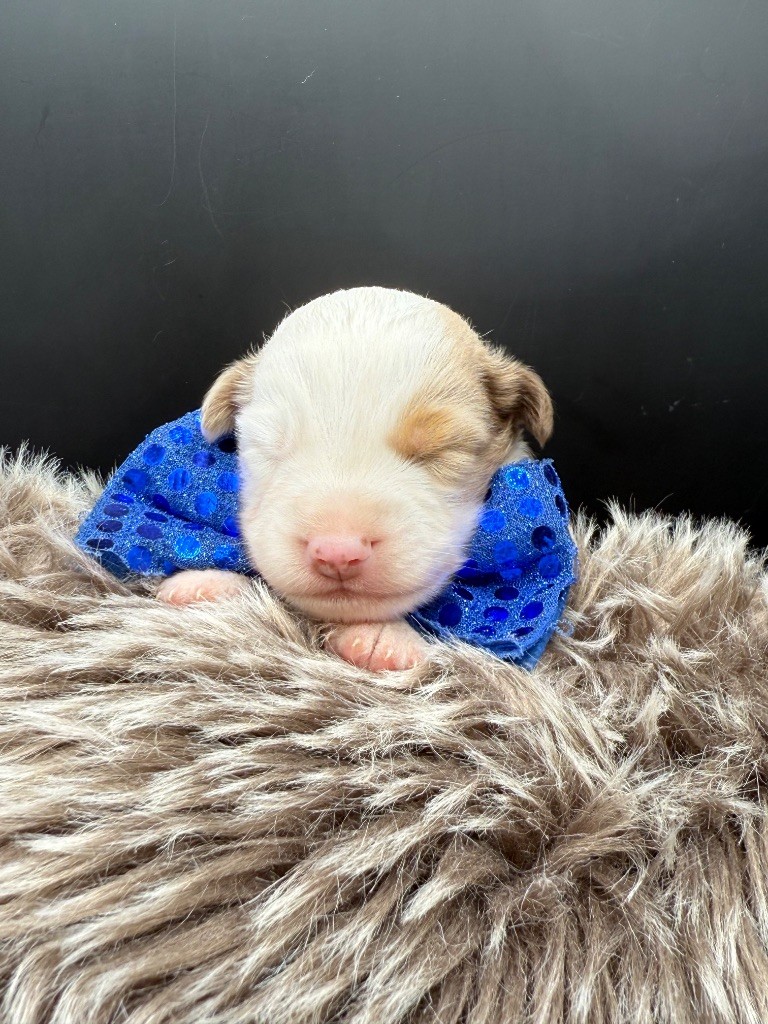 des Joyaux Des Ki Millacs - Chiots disponibles - Berger Américain Miniature 