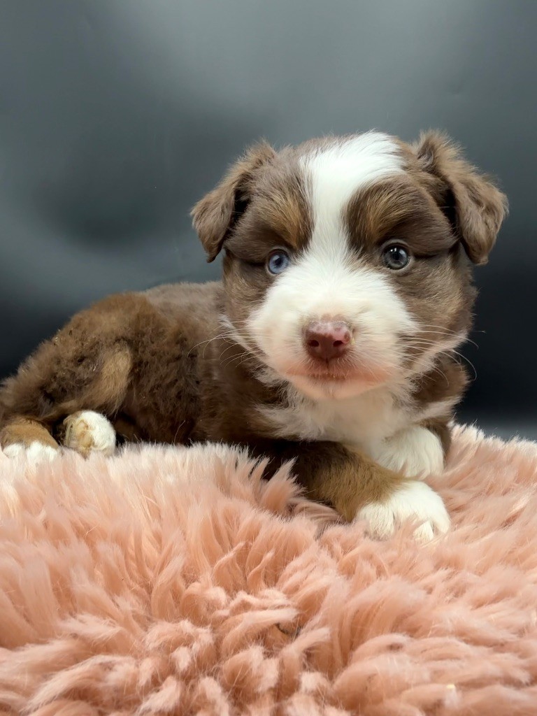 des Joyaux Des Ki Millacs - Chiots disponibles - Berger Américain Miniature 