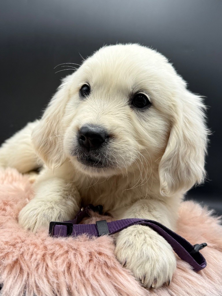 des Joyaux Des Ki Millacs - Chiots disponibles - Golden Retriever