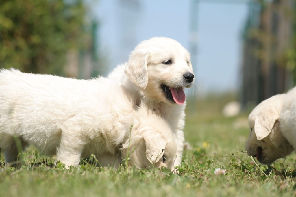 des Joyaux Des Ki Millacs - Chiots disponibles - Golden Retriever