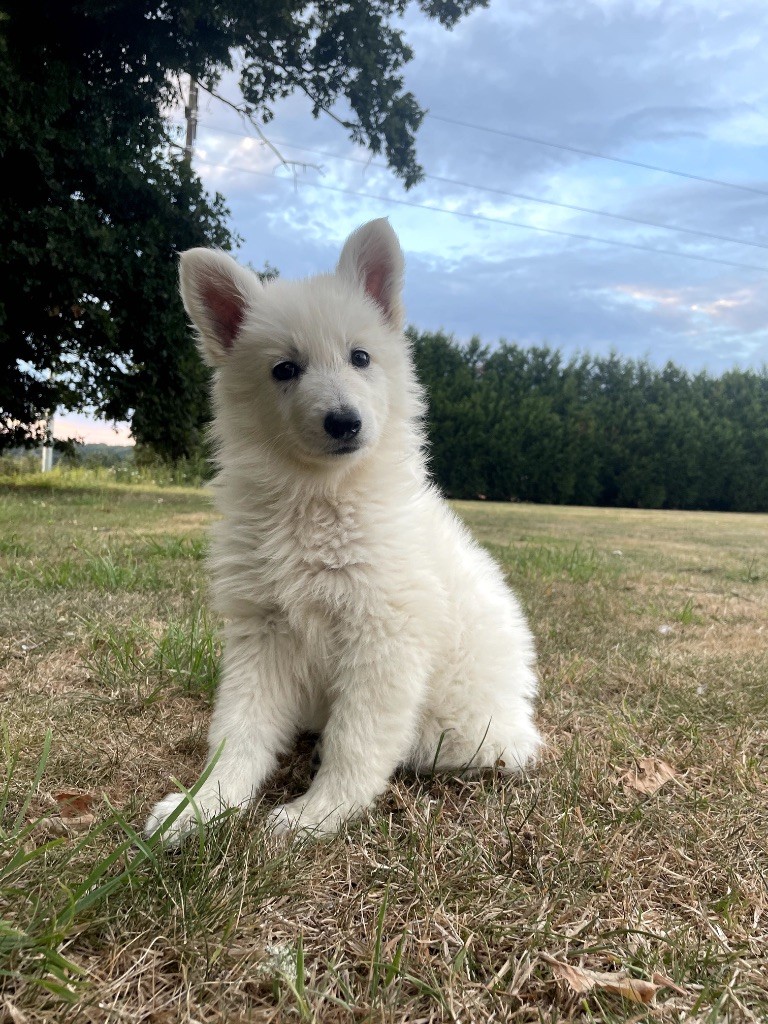 des Joyaux Des Ki Millacs - Chiots disponibles - Berger Blanc Suisse