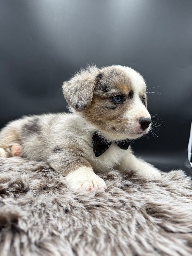 des Joyaux Des Ki Millacs - Chiots disponibles - Welsh Corgi Cardigan