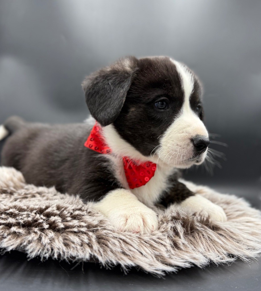 des Joyaux Des Ki Millacs - Chiots disponibles - Welsh Corgi Cardigan