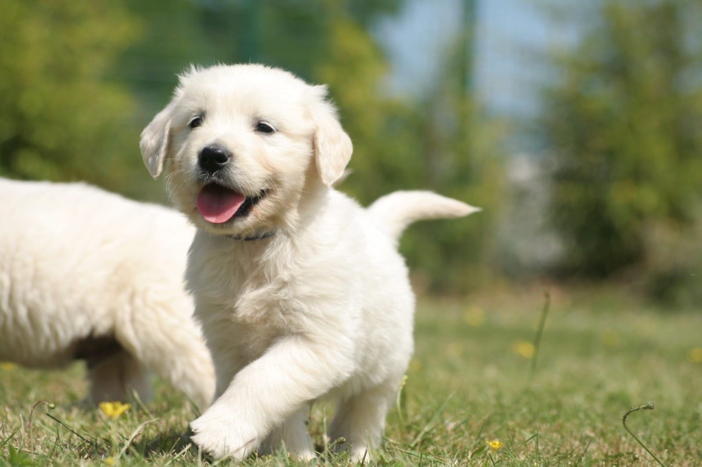 des Joyaux Des Ki Millacs - Chiots disponibles - Golden Retriever