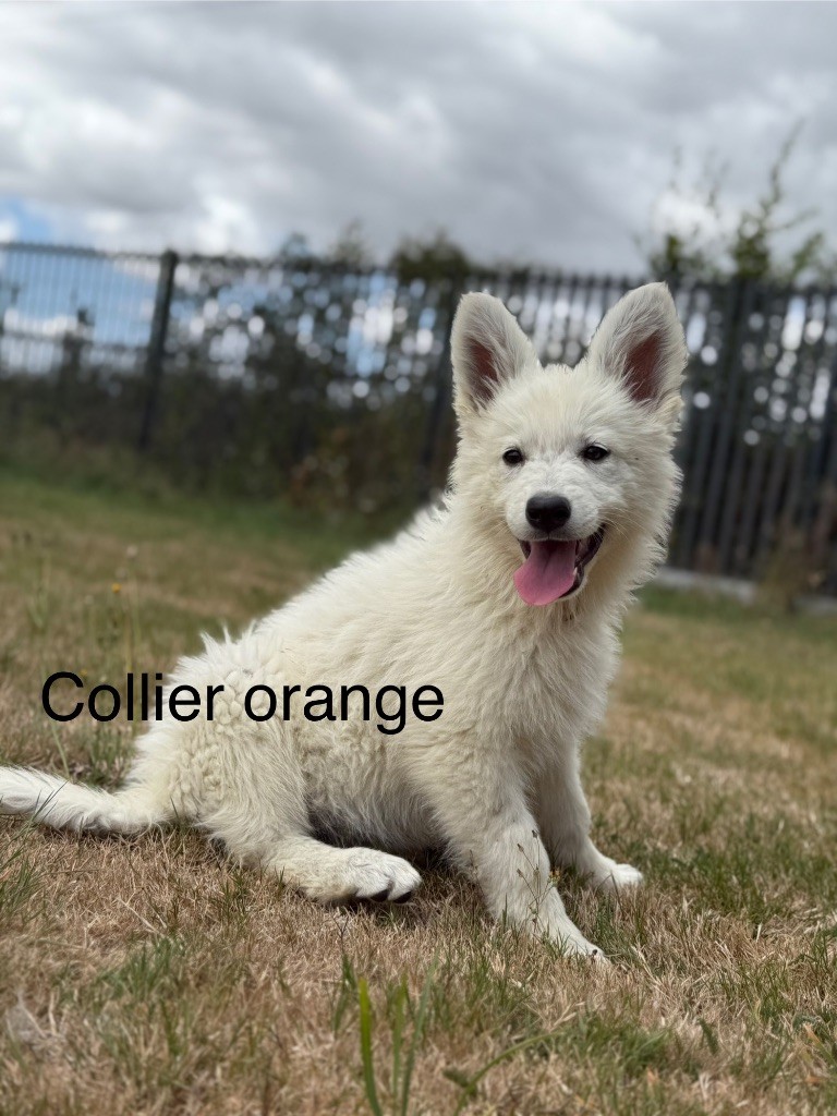 des Joyaux Des Ki Millacs - Chiots disponibles - Berger Blanc Suisse