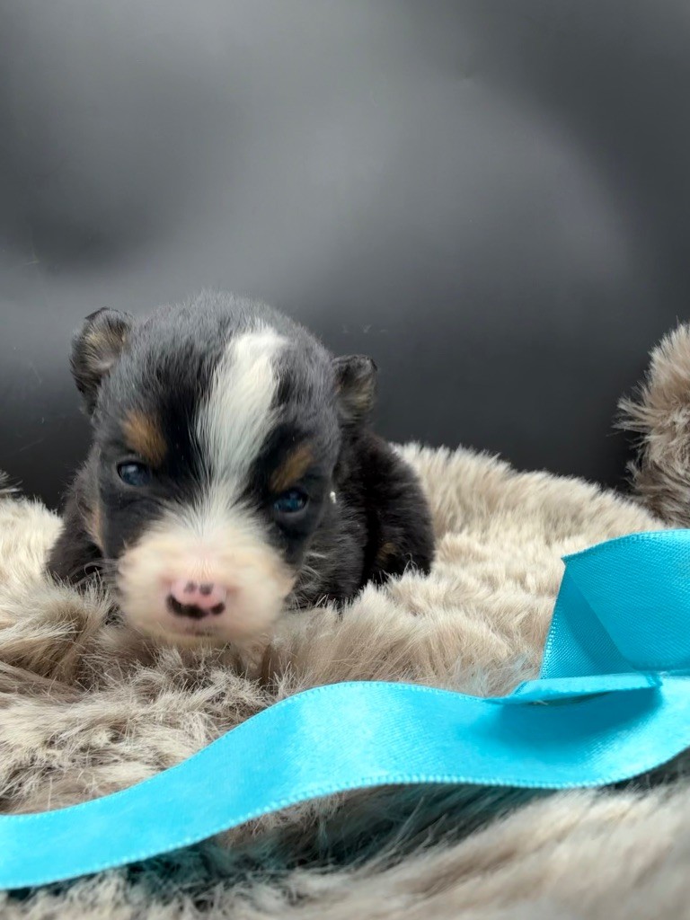 des Joyaux Des Ki Millacs - Chiots disponibles - Berger Américain Miniature 