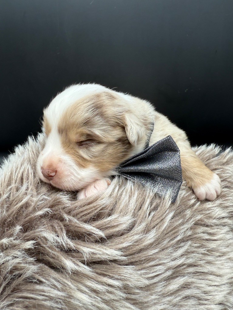 des Joyaux Des Ki Millacs - Chiots disponibles - Berger Américain Miniature 