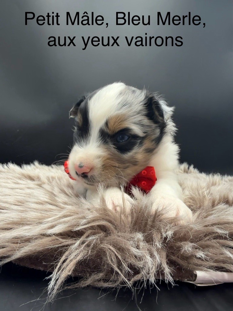 des Joyaux Des Ki Millacs - Chiots disponibles - Berger Américain Miniature 