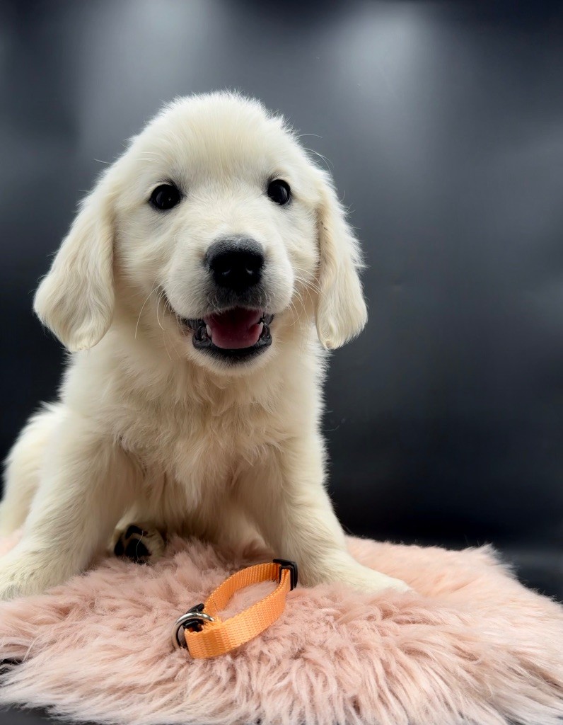 des Joyaux Des Ki Millacs - Chiots disponibles - Golden Retriever
