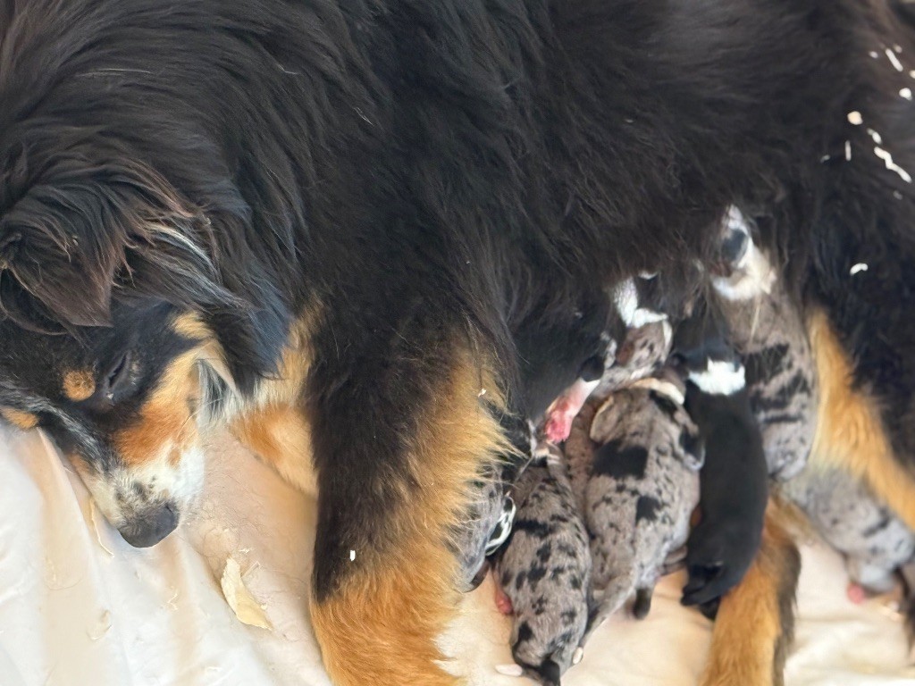 des Joyaux Des Ki Millacs - Chiots disponibles - Berger Américain Miniature 