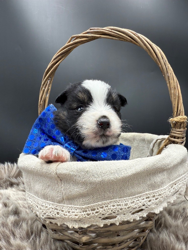 des Joyaux Des Ki Millacs - Chiots disponibles - Berger Américain Miniature 