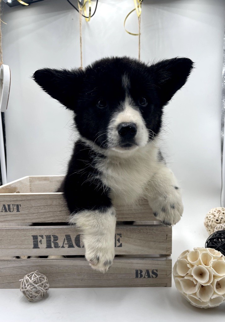 des Joyaux Des Ki Millacs - Chiots disponibles - Welsh Corgi Cardigan