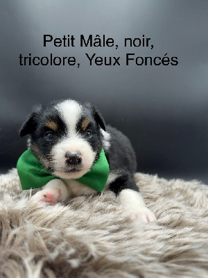 CHIOT 6