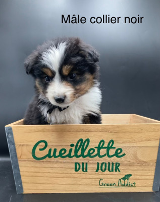 Chiot N°4