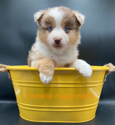 Chiot rouge merle collier