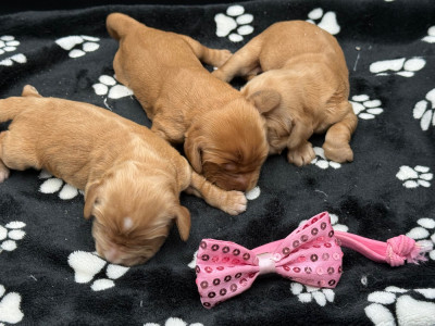 Chiot N°5