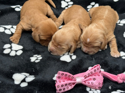 Chiot N°6
